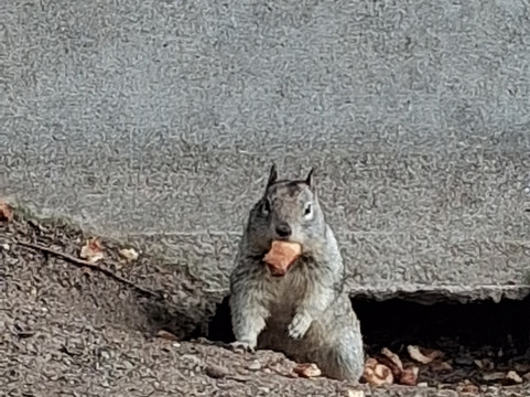 伍德沃德公园-弗雷斯诺必去景点