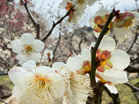 热海梅花园-热海市必去景点