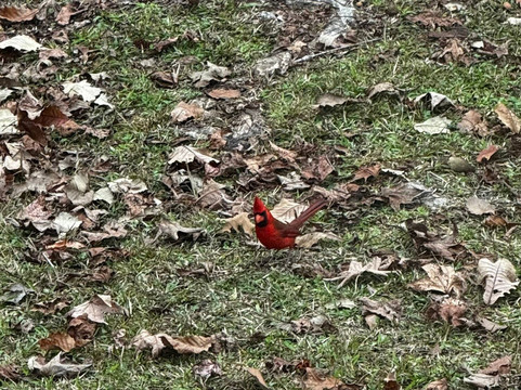 Tickfaw State Park-Springfield必去景点