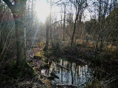 Clowes Wood-Chestfield必去景点