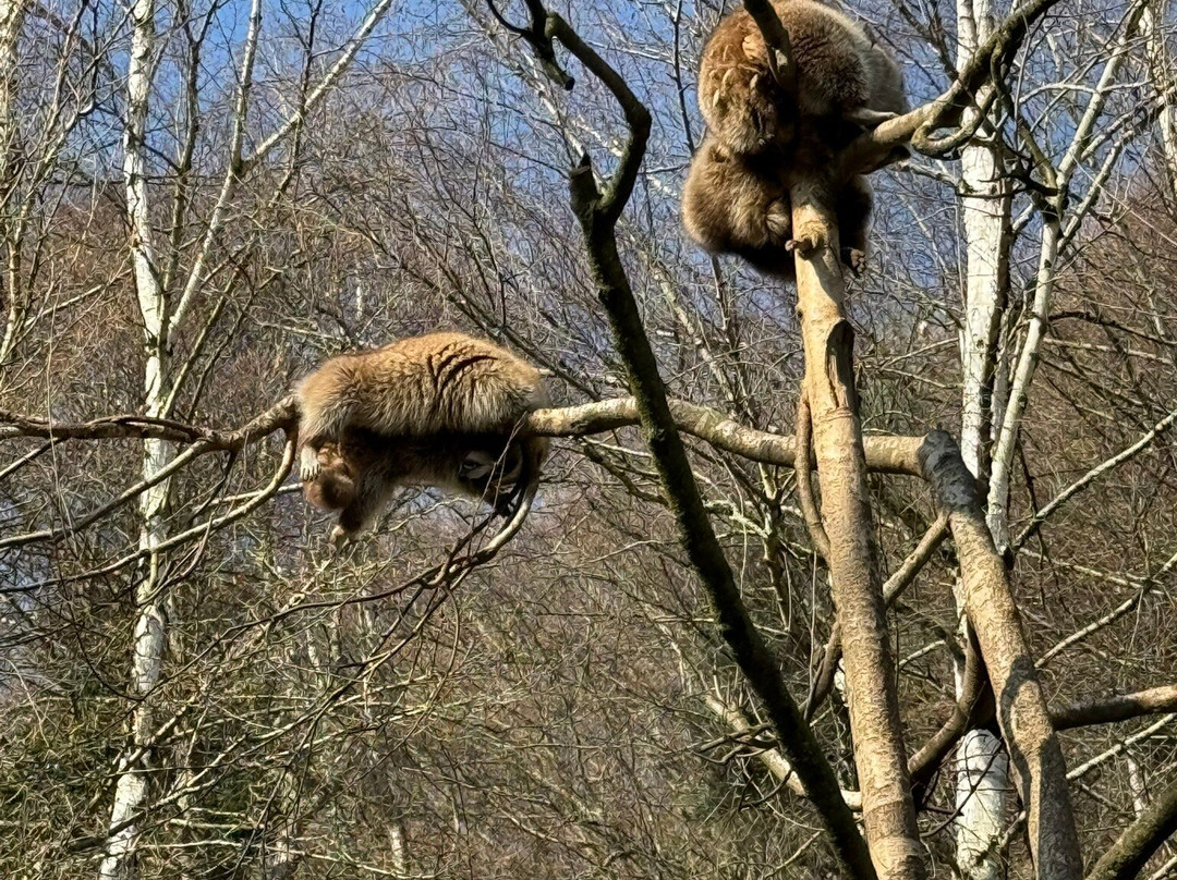 Parc Animalier Des Pyrénées-Ayzac-Ost必去景点