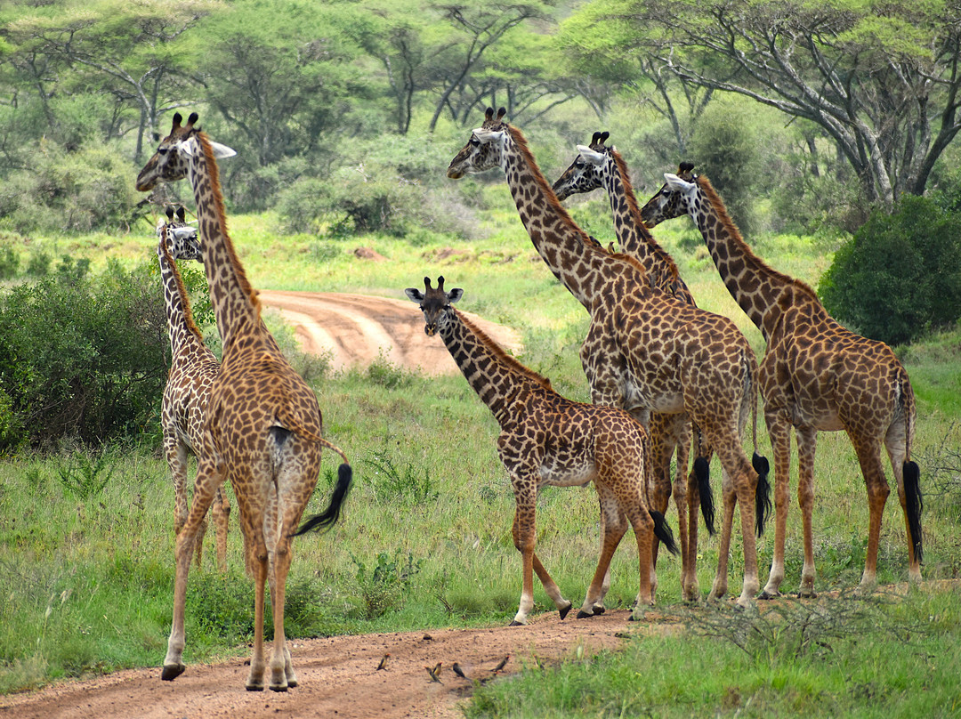 Calabash Adventures-阿鲁沙必去景点