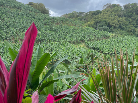 Banana Museum (Le Musee de la Banane)-马提尼克必去景点