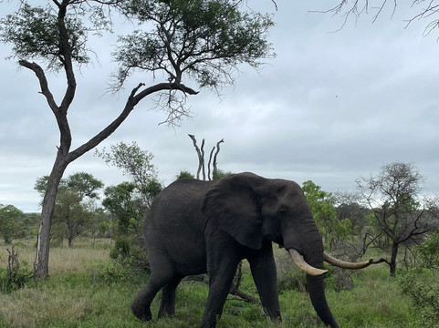 Bongan Safaris-霍德斯普鲁特必去景点
