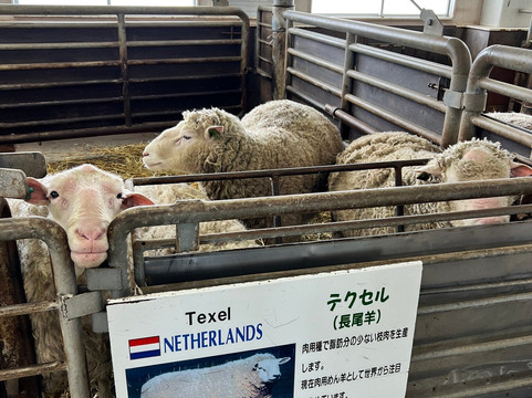 World Sheep Museum-士别市必去景点