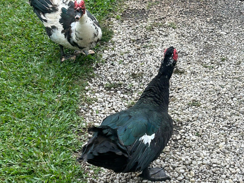 Parque da Lagoinha-坎普斯－杜若尔当必去景点