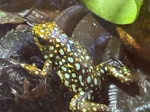 Wikiri Sapoparque-基多必去景点