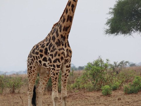 Nkuringo Safaris-布恩迪难以穿越的国家公园必去景点