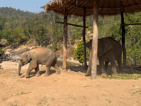 Pon Elephant Thailand-清迈必去景点