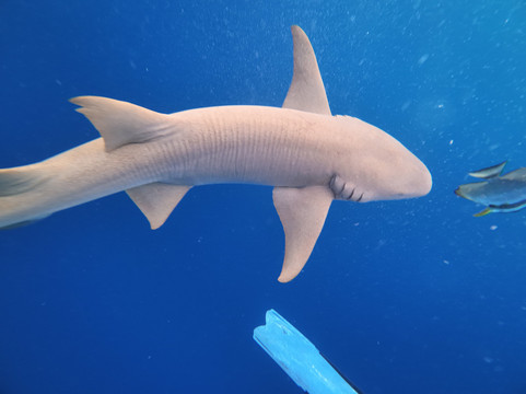 Koamas Dive & Water Sports Centre-Madivaru必去景点