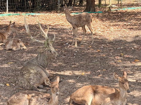 Mai Kiam Bridge, Nong Yai-春蓬必去景点