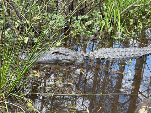 Borels swamp tours-布里奥克斯桥必去景点