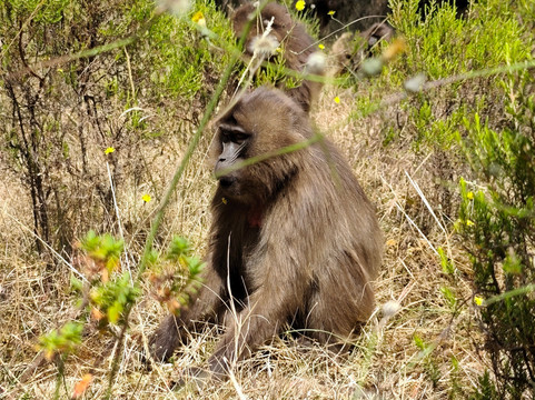 SMT TOUR (Simien Mountains Tour)-贡德尔必去景点