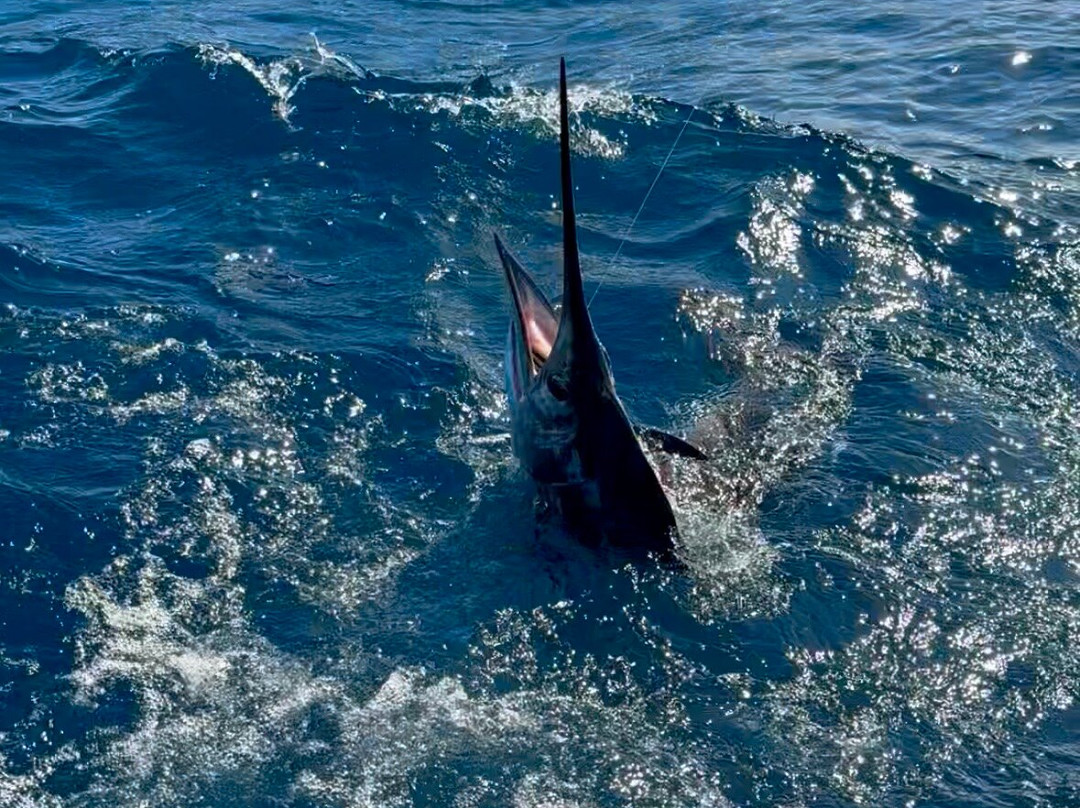 Bud N' Mary's Sportfishing Marina-伊斯拉摩拉达必去景点
