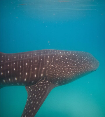 Mafia Island Dream Adventures-Kilindoni必去景点