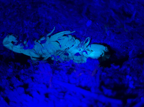 Monteverde Nature Tracks-蒙特沃德必去景点