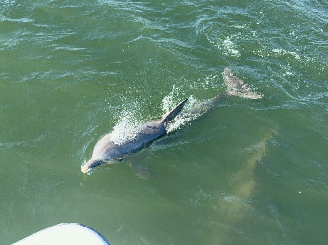 Glass Bottom Dolphin Tours-橙色海湾必去景点