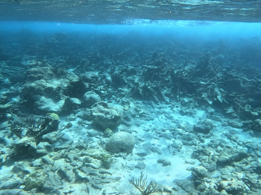 Buck Island Reef National Monument-圣克鲁斯必去景点