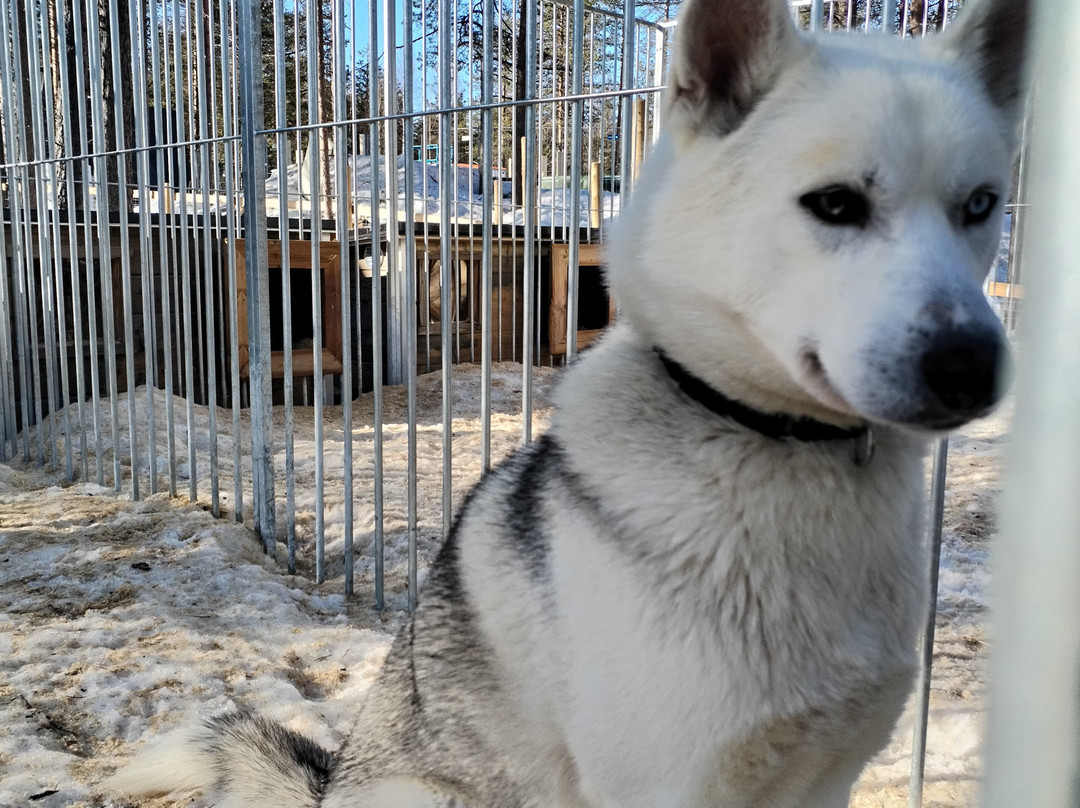 Arctic Circle Husky Park-罗瓦涅米必去景点