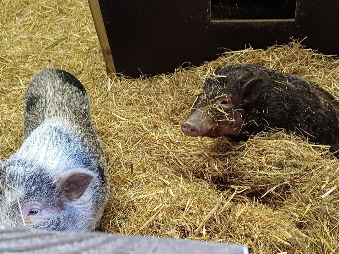 De Smulhoeve-卡特斯维尔必去景点