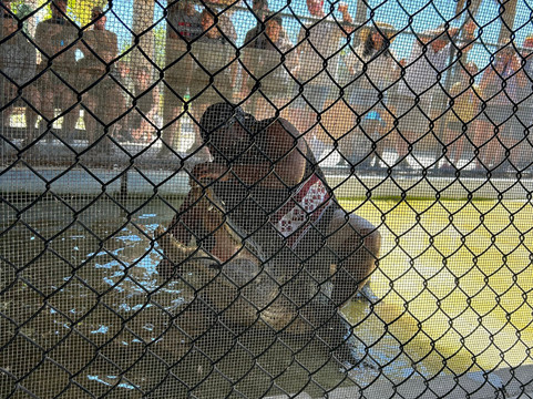 Captain Jack's Airboat Tours-大沼泽地必去景点