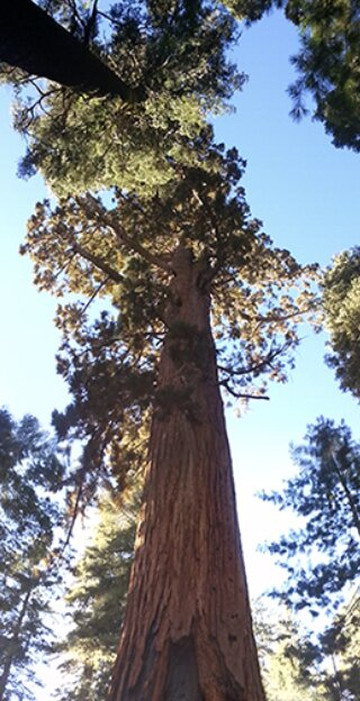 Mariposa Grove of Giant Sequoias-优胜美地国家公园必去景点