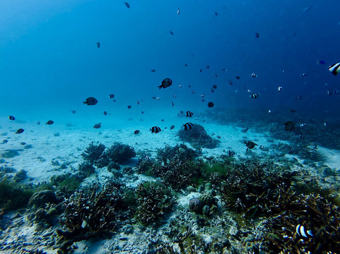 妈妈拍丝瓜岛维达海滩潜水中心-妈妈拍丝瓜岛必去景点