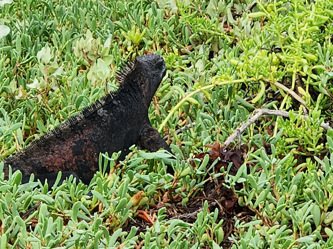 Cruise In Galapagos-阿约拉港必去景点