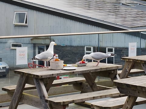 The Lone Treecafe主图