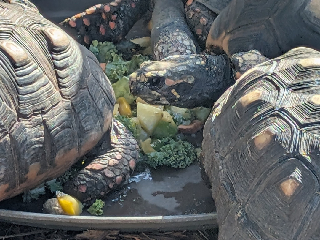 Marineland Dolphin Adventure-Marineland必去景点