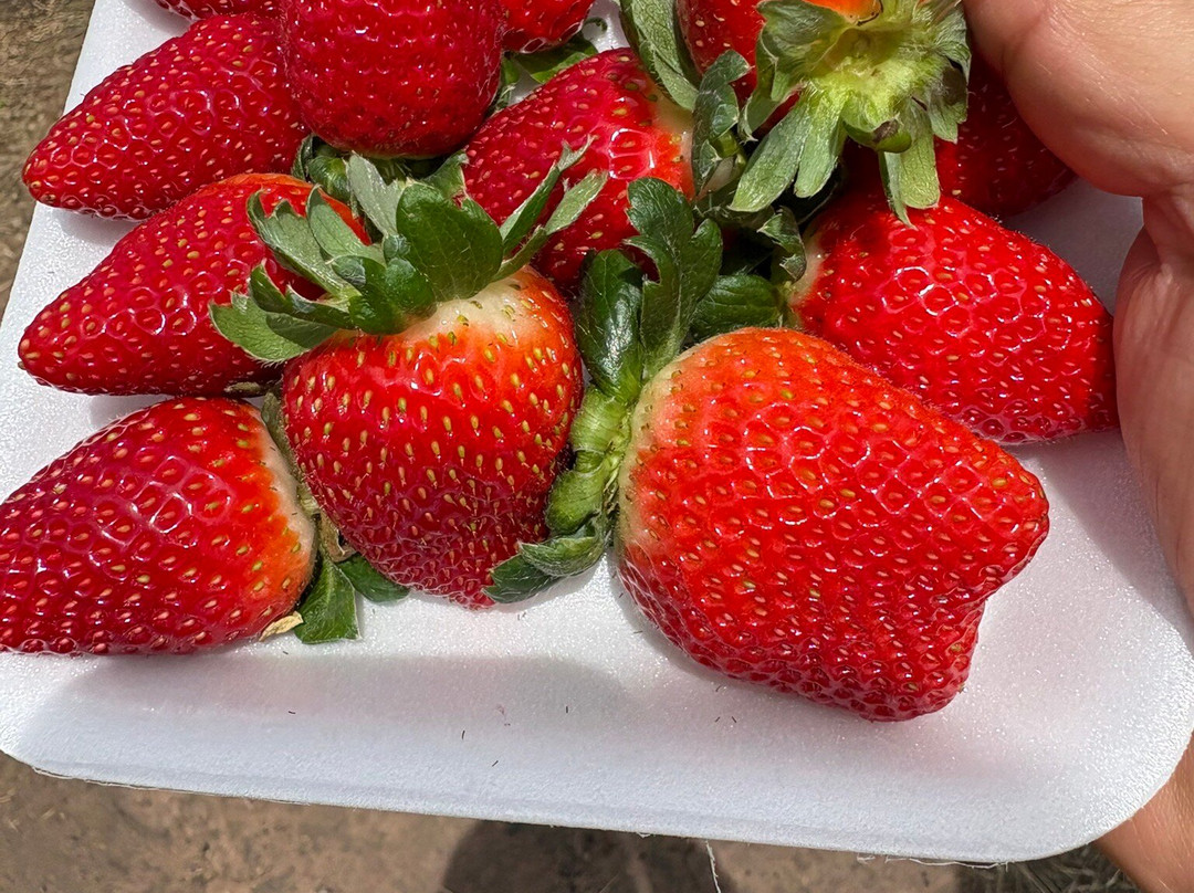 Sítio Frutas Vermelhas-Mucuge必去景点