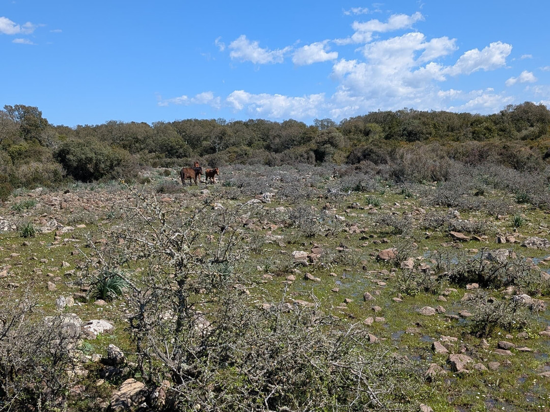 Vivisardinia-Collinas必去景点