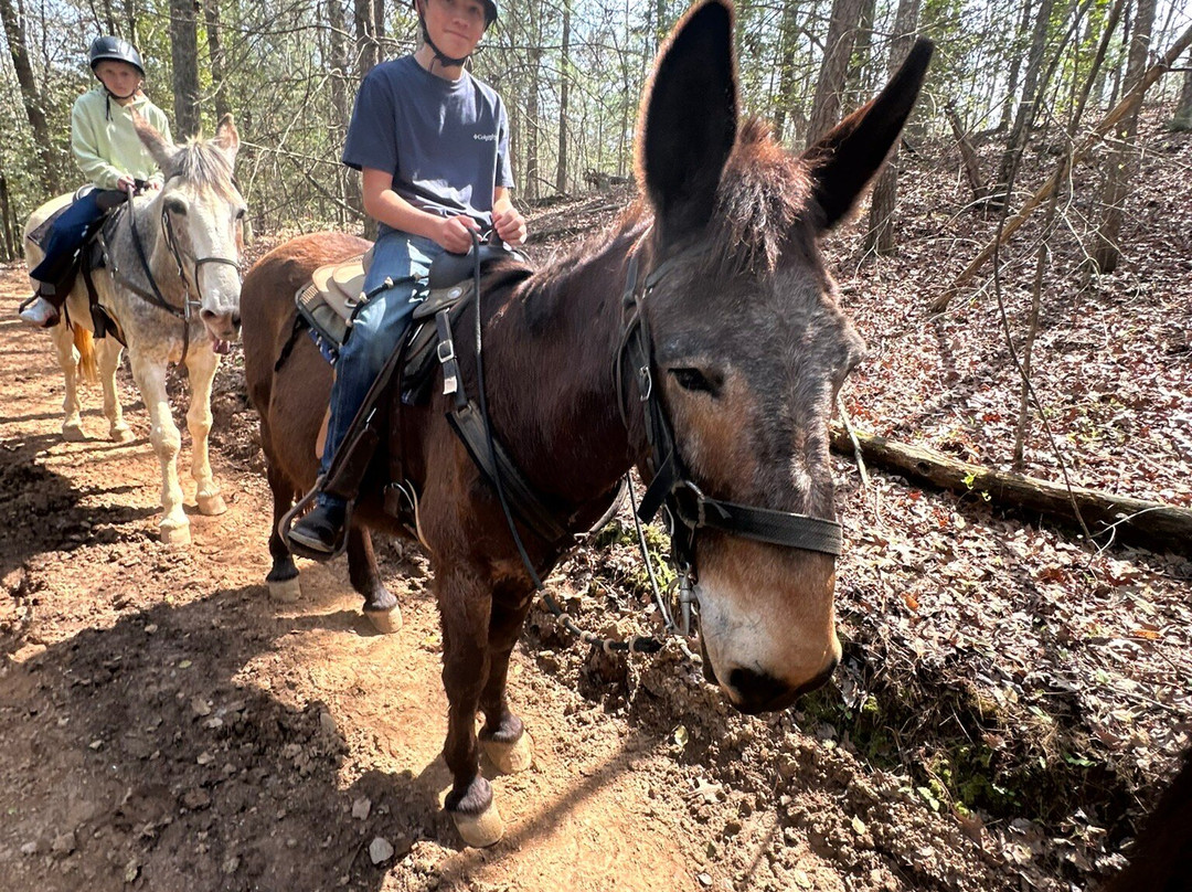 Appalachian Trail Rides-Mineral Bluff必去景点