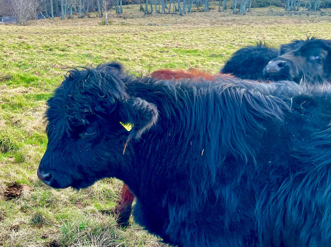 Glen Tanar National Nature Reserve-Aboyne必去景点