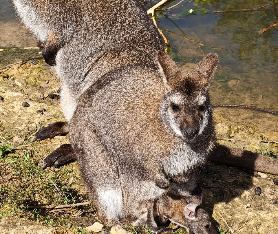 Peak Wildlife Park-Winkhill必去景点
