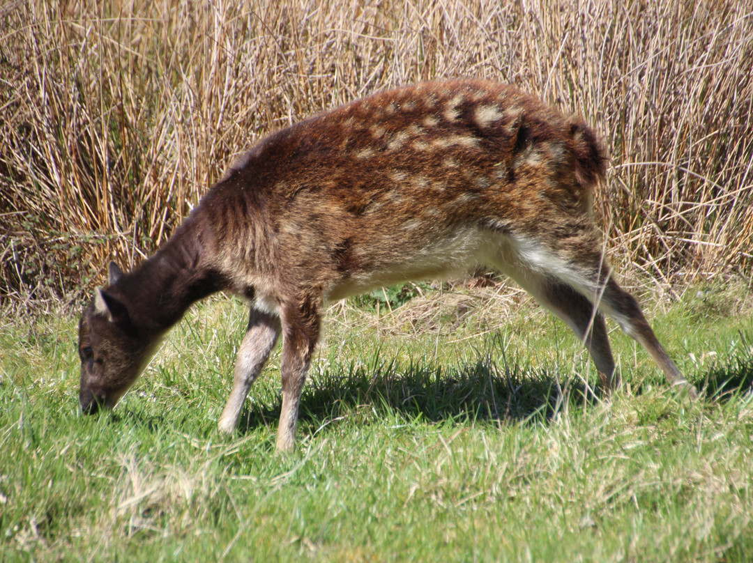 Watatunga Wildlife Reserve-金斯林必去景点