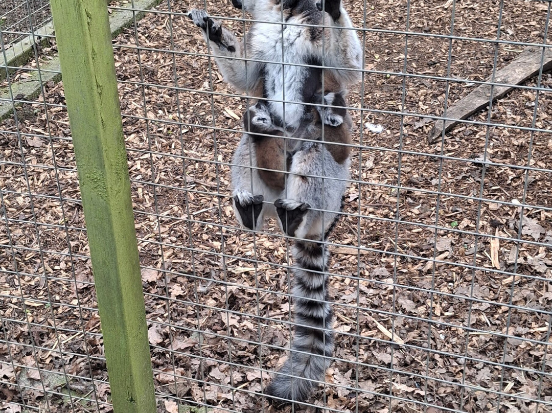 Bridlington Animal Park-布里德灵顿必去景点