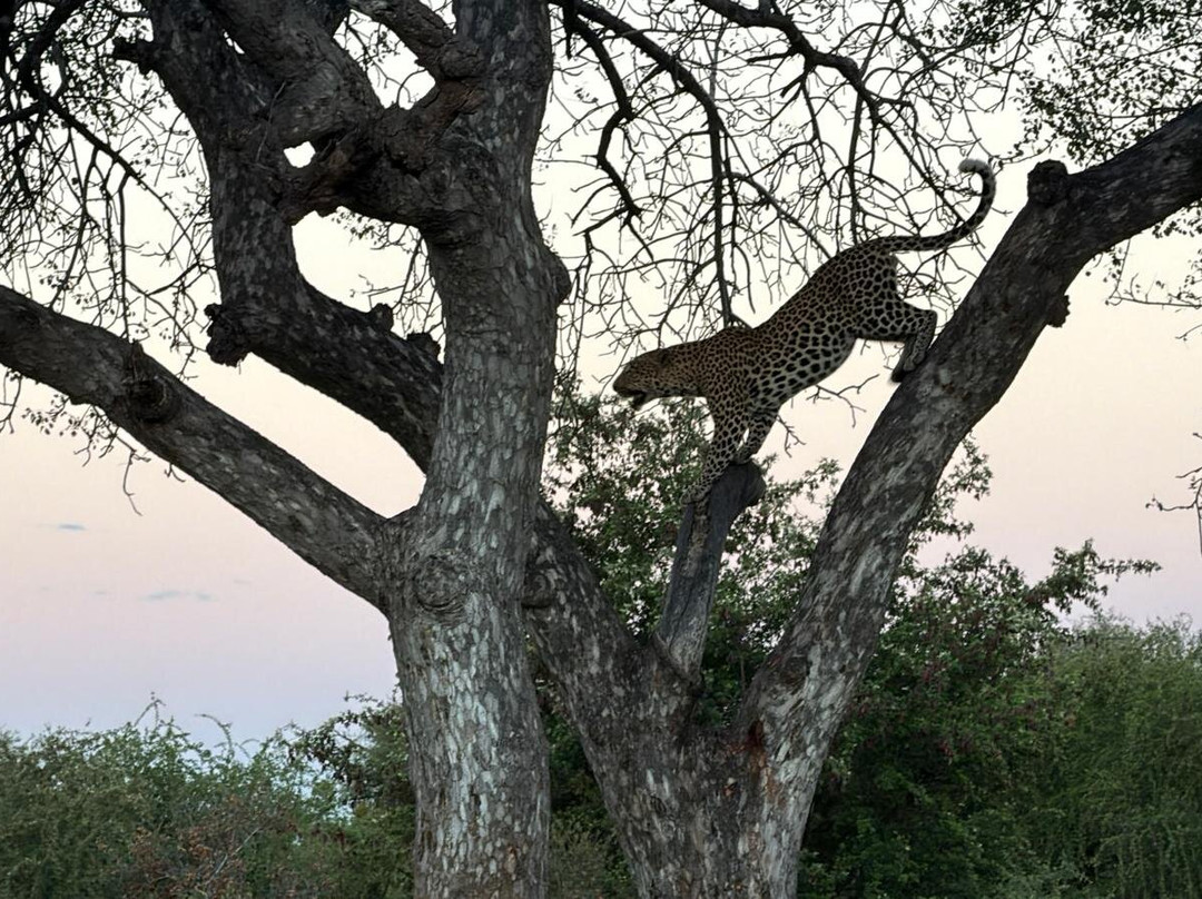 Senalala Safari Lodge主图