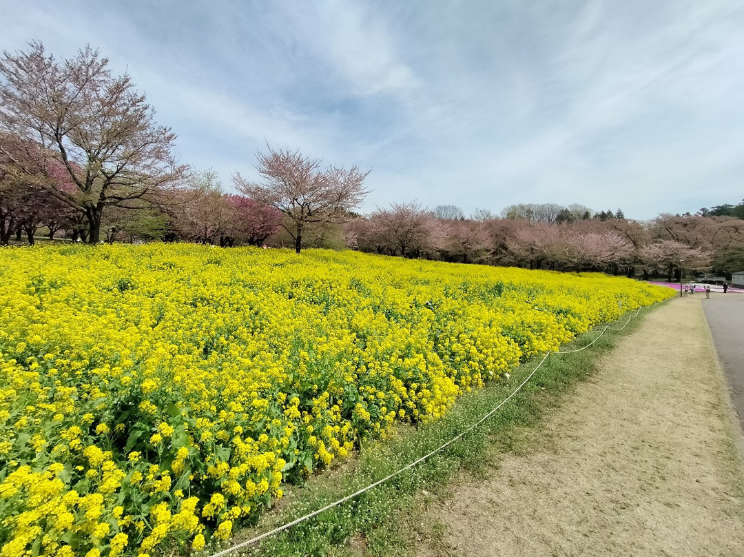 Akaginammen  Senbonzakura-前桥县必去景点