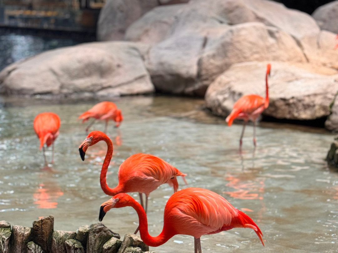 SeaWorld Yas Island Abu Dhabi-阿布扎比必去景点