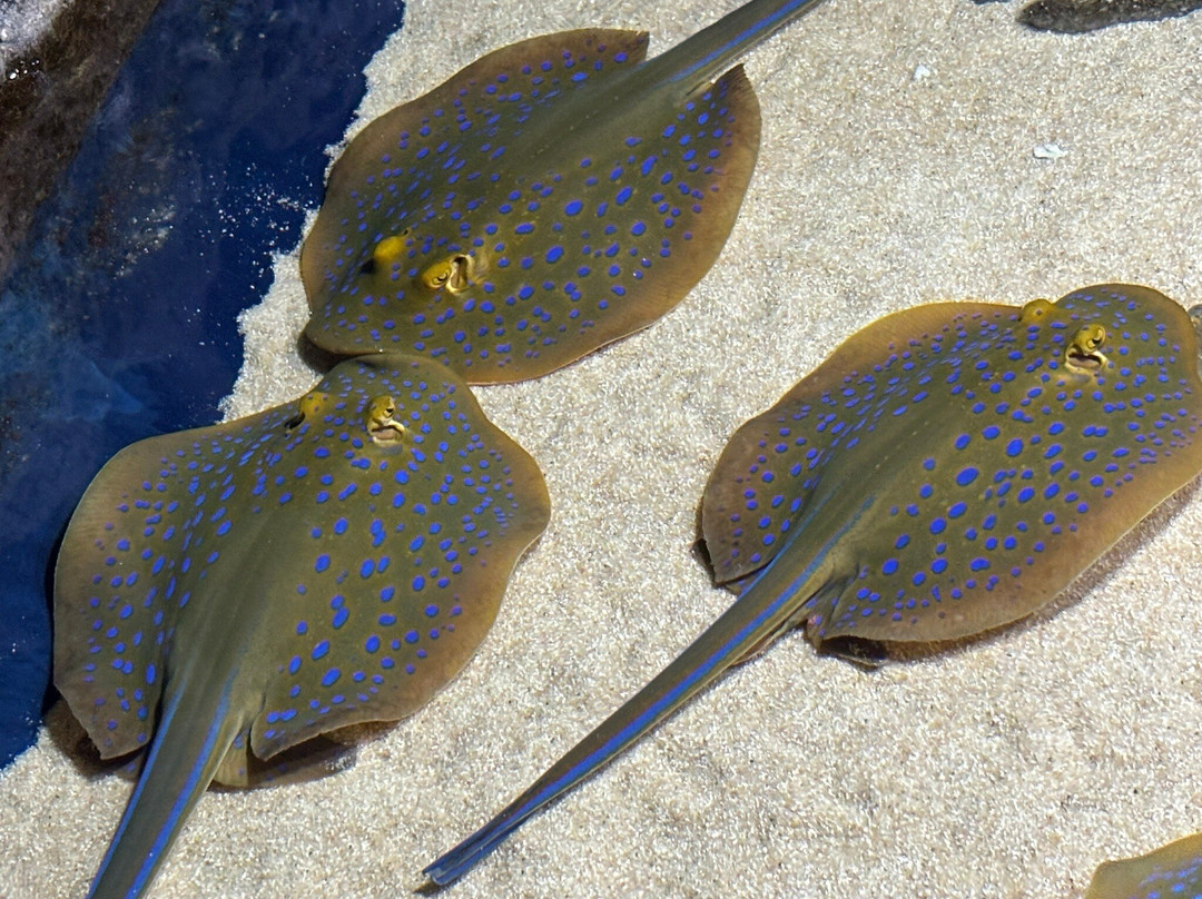 Angkor Wildlife & Aquarium-暹粒必去景点