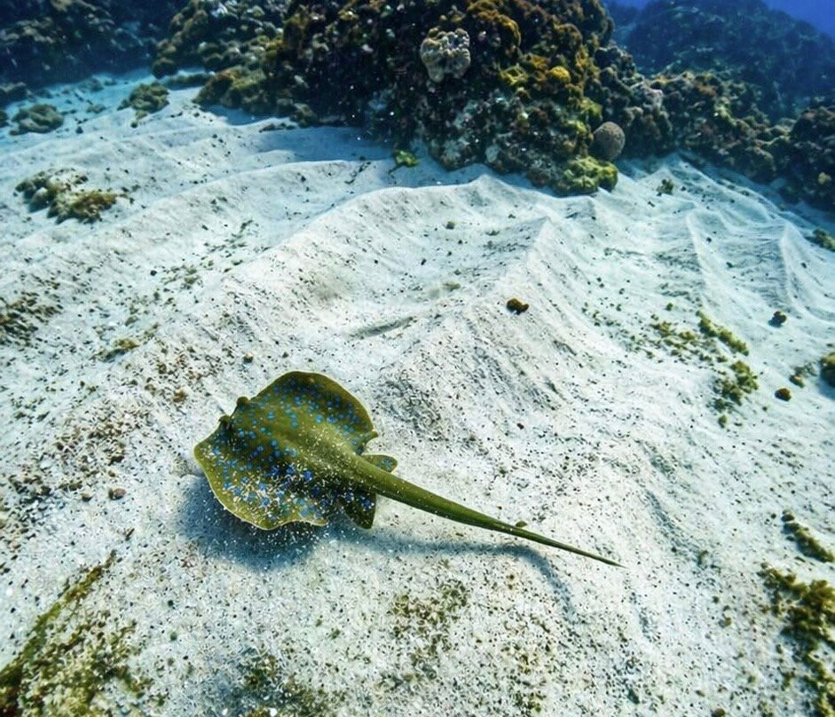 Pisces Diving Sodwana Bay-索德瓦纳必去景点