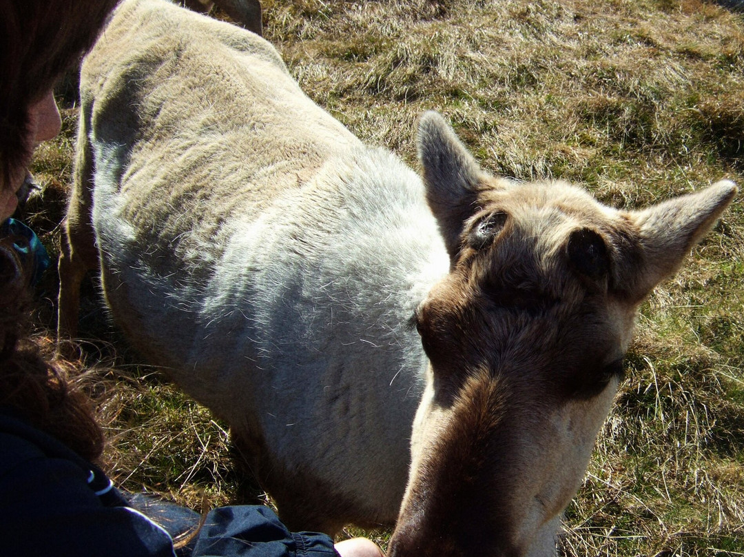 Cairngorm Reindeer Herd-Glenmore必去景点