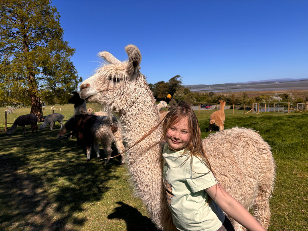 Bardsea Alpacas And Llamas-Bardsea必去景点