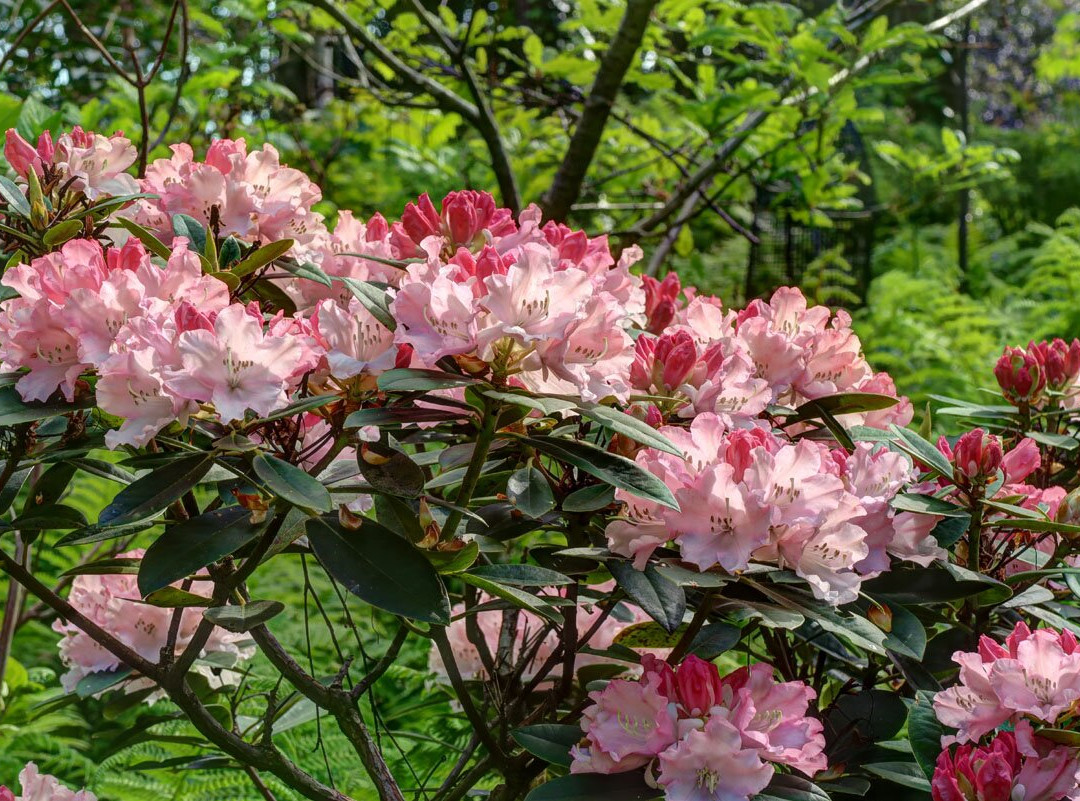 Hartland Abbey & Gardens-Stoke必去景点
