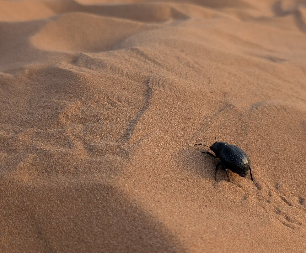 Erg Chebbi Dunes-梅克内斯-塔菲拉勒特区必去景点