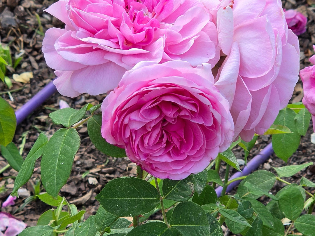 Princess Grace Botanical Garden-摩纳哥城必去景点