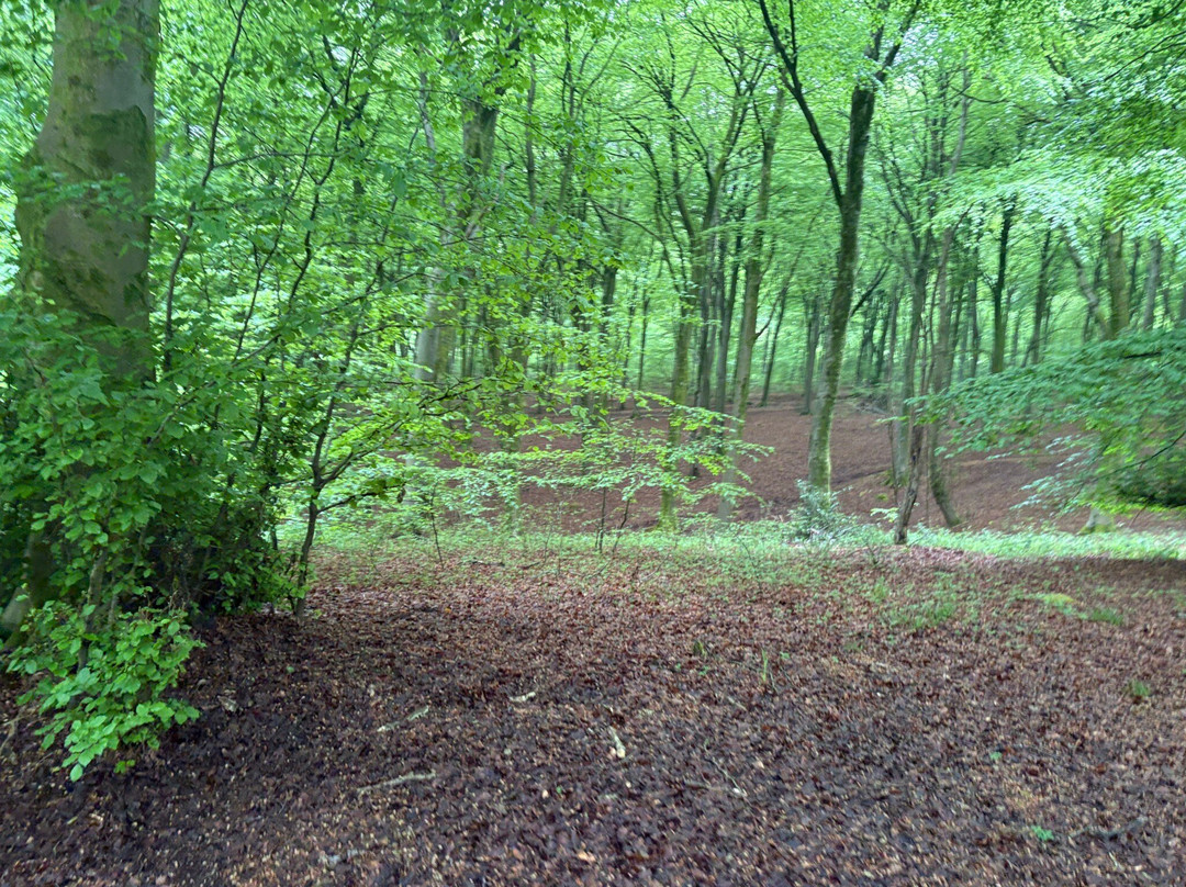 Queen Elizabeth Country Park-Horndean必去景点