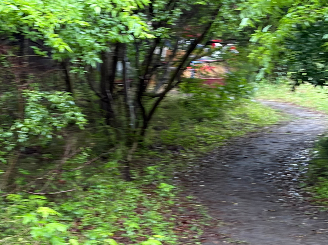 Spanish Moss Trail-博福特必去景点