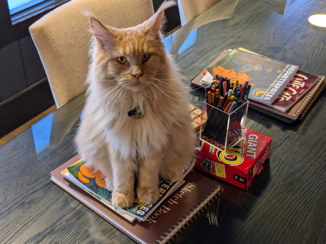 Maine Coon Manor Cat Cafe